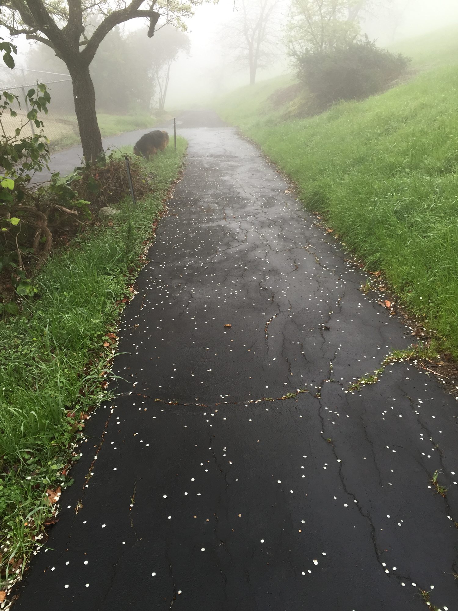A misty path scattered with blossoms