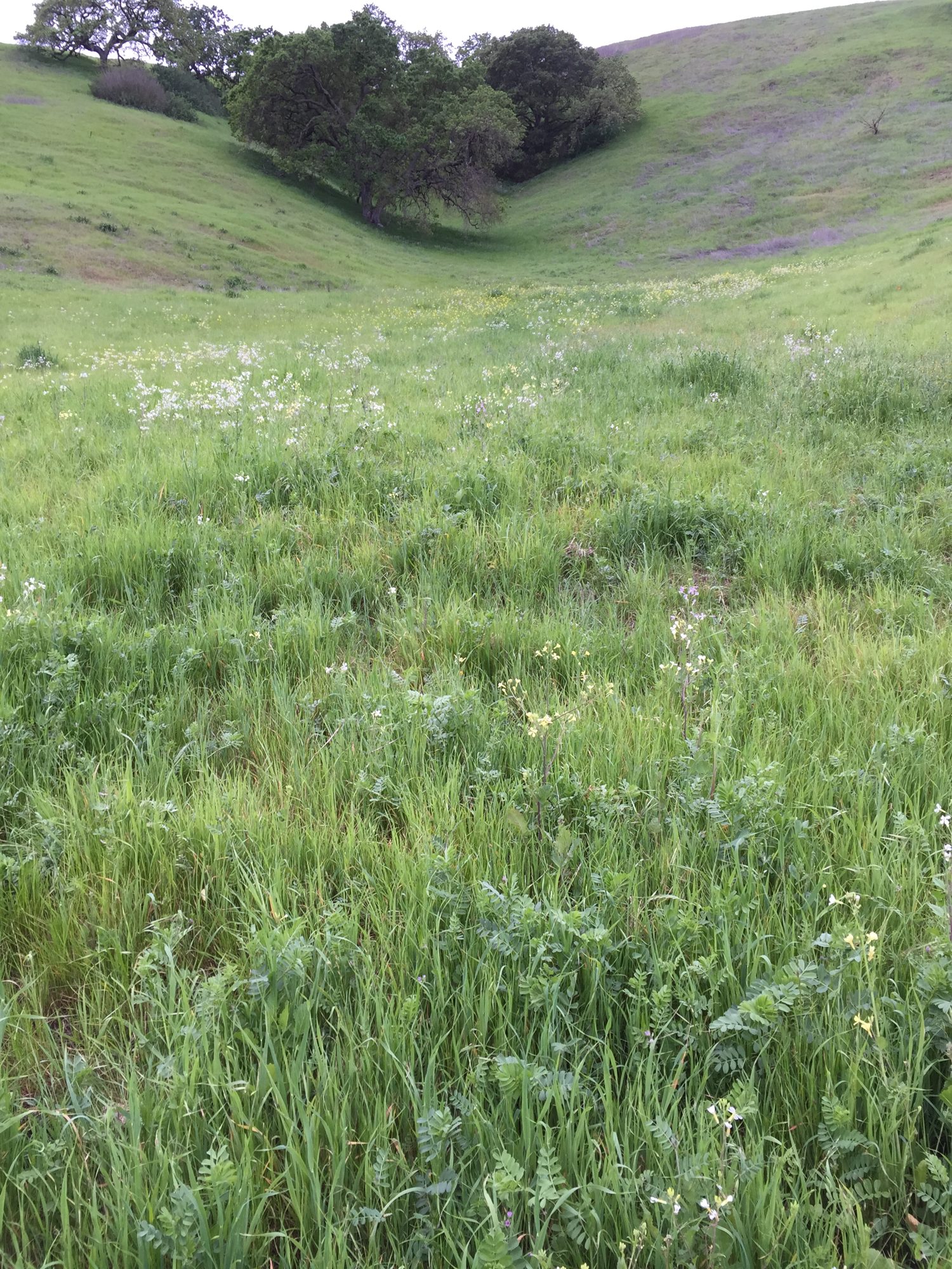 Oak trees in a green valley