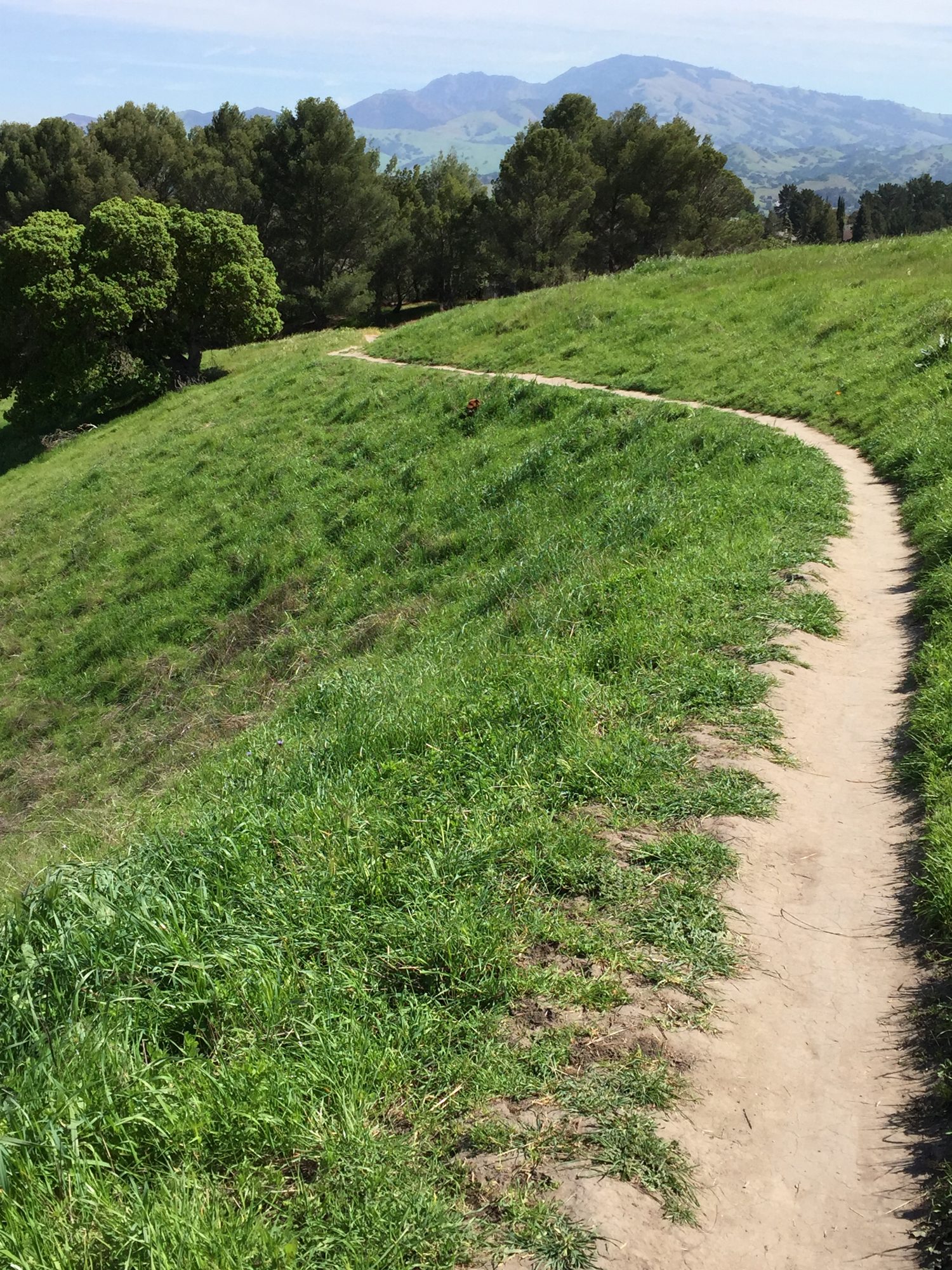 A winding trail over green hills toward Mount Diablo