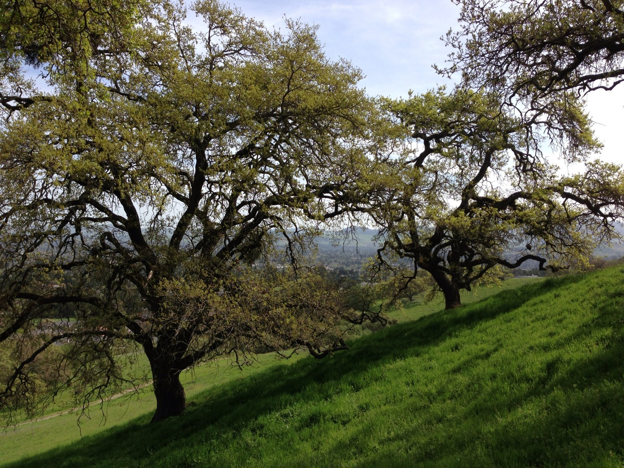 Oak trees on a sunny hillside
